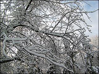 9 ноября 2008 г., Барнаул   Первый снег 