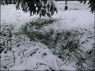 9 ноября 2008 г., Барнаул   Первый снег 