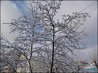 9 ноября 2008 г., Барнаул   Первый снег 