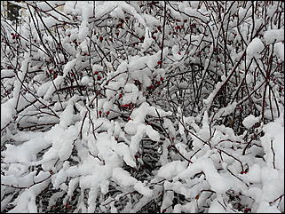 9 ноября 2008 г., Барнаул   Первый снег 