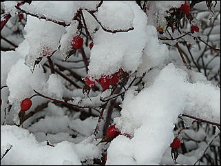 9 ноября 2008 г., Барнаул   Первый снег 