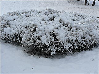 9 ноября 2008 г., Барнаул   Первый снег 