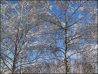 9 ноября 2008 г., Барнаул   Первый снег 