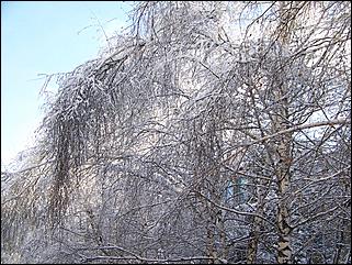 9 ноября 2008 г., Барнаул   Первый снег 