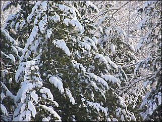 9 ноября 2008 г., Барнаул   Первый снег 