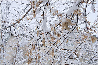 10 февраль 2020 г., Барнаул. Мельников Вячеслав   "Ажурный Барнаул". Таким красивым февраль вы еще не видели