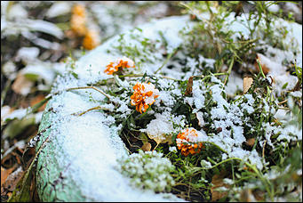 23 октября 2018 г., Барнаул. Екатерина Смолихина   Зимние нотки в осеннем городе: фото первого снега в Барнауле