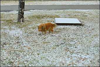 23 октября 2018 г., Барнаул. Екатерина Смолихина   Зимние нотки в осеннем городе: фото первого снега в Барнауле