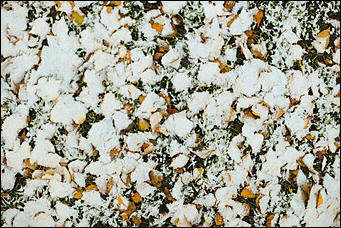 23 октября 2018 г., Барнаул. Екатерина Смолихина   Зимние нотки в осеннем городе: фото первого снега в Барнауле