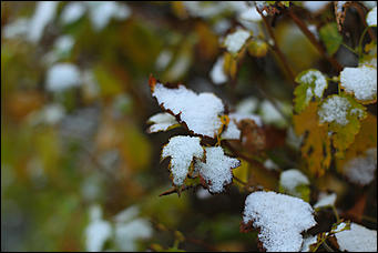 23 октября 2018 г., Барнаул. Екатерина Смолихина   Зимние нотки в осеннем городе: фото первого снега в Барнауле