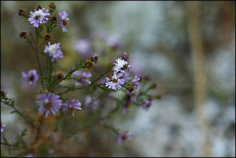 23 октября 2018 г., Барнаул. Екатерина Смолихина   Зимние нотки в осеннем городе: фото первого снега в Барнауле