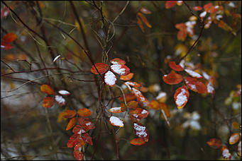 23 октября 2018 г., Барнаул. Екатерина Смолихина   Зимние нотки в осеннем городе: фото первого снега в Барнауле
