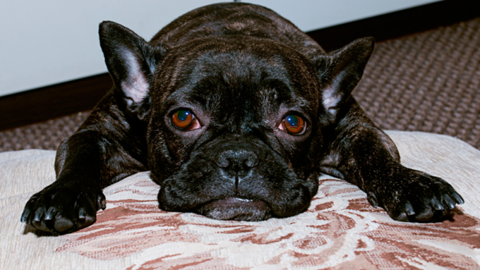 1 февраля 2016 г., Барнаул   Невероятные портреты лучших друзей человека