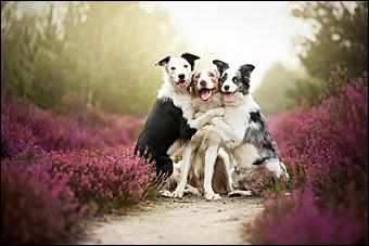 1 февраля 2016 г., Барнаул   Невероятные портреты лучших друзей человека