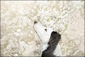 1 февраля 2016 г., Барнаул   Невероятные портреты лучших друзей человека