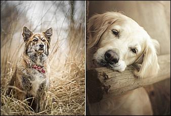 1 февраля 2016 г., Барнаул   Невероятные портреты лучших друзей человека