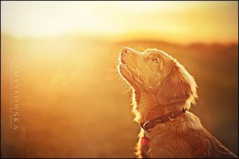 1 февраля 2016 г., Барнаул   Невероятные портреты лучших друзей человека