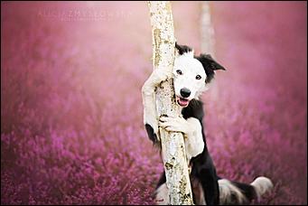 1 февраля 2016 г., Барнаул   Невероятные портреты лучших друзей человека