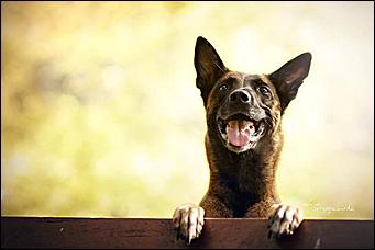 1 февраля 2016 г., Барнаул   Невероятные портреты лучших друзей человека