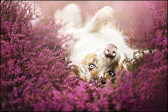 1 февраля 2016 г., Барнаул   Невероятные портреты лучших друзей человека