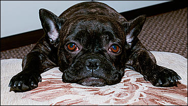 1 февраля 2016 г., Барнаул   Невероятные портреты лучших друзей человека