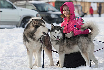 17 декабрь 2016 г., Барнаул © Амител Вячеслав Мельников   Заезды на собачьих упряжках. Фоторепортаж