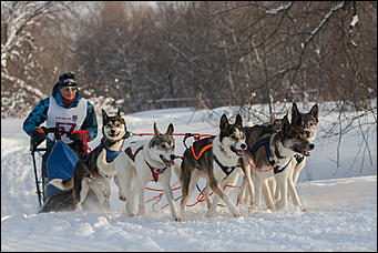 17 декабрь 2016 г., Барнаул © Амител Вячеслав Мельников   Заезды на собачьих упряжках. Фоторепортаж