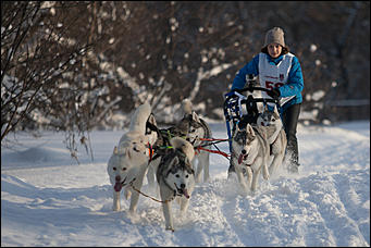 17 декабрь 2016 г., Барнаул © Амител Вячеслав Мельников   Заезды на собачьих упряжках. Фоторепортаж