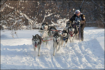 17 декабрь 2016 г., Барнаул © Амител Вячеслав Мельников   Заезды на собачьих упряжках. Фоторепортаж