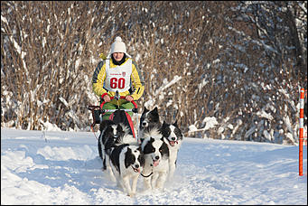 17 декабрь 2016 г., Барнаул © Амител Вячеслав Мельников   Заезды на собачьих упряжках. Фоторепортаж