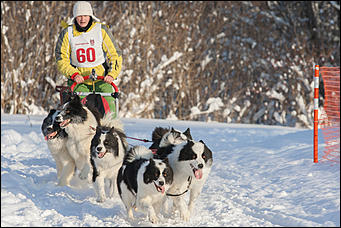 17 декабрь 2016 г., Барнаул © Амител Вячеслав Мельников   Заезды на собачьих упряжках. Фоторепортаж