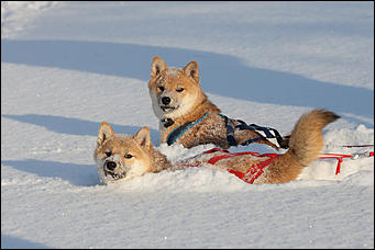 17 декабрь 2016 г., Барнаул © Амител Вячеслав Мельников   Заезды на собачьих упряжках. Фоторепортаж