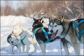 17 декабрь 2016 г., Барнаул © Амител Вячеслав Мельников   Заезды на собачьих упряжках. Фоторепортаж