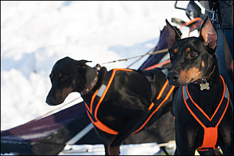 17 декабрь 2016 г., Барнаул © Амител Вячеслав Мельников   Заезды на собачьих упряжках. Фоторепортаж
