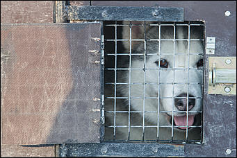 17 декабрь 2016 г., Барнаул © Амител Вячеслав Мельников   Заезды на собачьих упряжках. Фоторепортаж