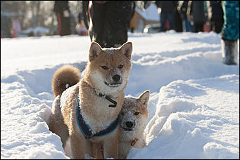 17 декабрь 2016 г., Барнаул © Амител Вячеслав Мельников   Заезды на собачьих упряжках. Фоторепортаж
