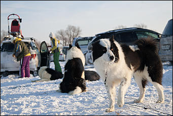 17 декабрь 2016 г., Барнаул © Амител Вячеслав Мельников   Заезды на собачьих упряжках. Фоторепортаж