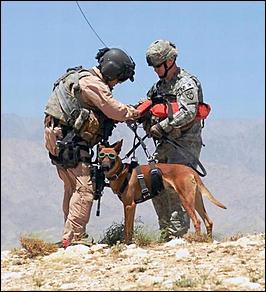 8 февраль 2016 г., Барнаул   200 лет на службе: как собаки участвуют в полицейских и военных операциях? 