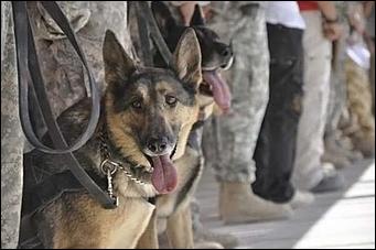 8 февраль 2016 г., Барнаул   200 лет на службе: как собаки участвуют в полицейских и военных операциях? 