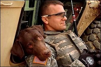 8 февраль 2016 г., Барнаул   200 лет на службе: как собаки участвуют в полицейских и военных операциях? 