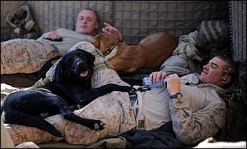 8 февраль 2016 г., Барнаул   200 лет на службе: как собаки участвуют в полицейских и военных операциях? 