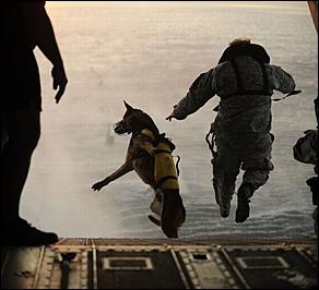 8 февраль 2016 г., Барнаул   200 лет на службе: как собаки участвуют в полицейских и военных операциях? 