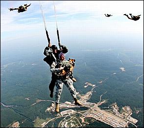 8 февраль 2016 г., Барнаул   200 лет на службе: как собаки участвуют в полицейских и военных операциях? 