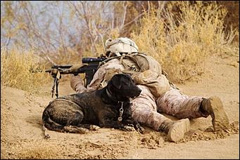 8 февраль 2016 г., Барнаул   200 лет на службе: как собаки участвуют в полицейских и военных операциях? 