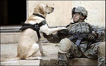 8 февраль 2016 г., Барнаул   200 лет на службе: как собаки участвуют в полицейских и военных операциях? 
