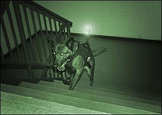 8 февраль 2016 г., Барнаул   200 лет на службе: как собаки участвуют в полицейских и военных операциях? 