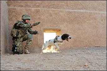 8 февраль 2016 г., Барнаул   200 лет на службе: как собаки участвуют в полицейских и военных операциях? 