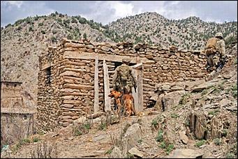 8 февраль 2016 г., Барнаул   200 лет на службе: как собаки участвуют в полицейских и военных операциях? 