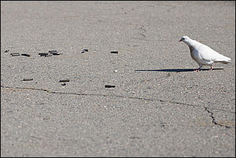 19 мая 2016  © Амител Вячеслав Мельников   "Стрелять без предупреждения!": как "спасали" заложников в Барнауле. Фоторассказ