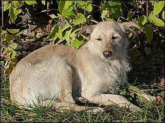 15 октября 2011 г., Барнаул   Общегородской субботник в Барнауле